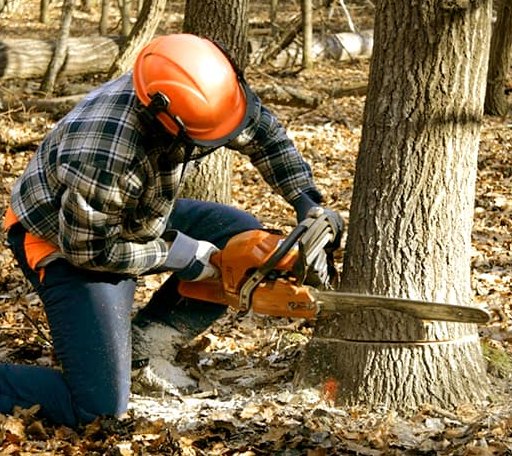 Tree Removal in Seal Cove, ME